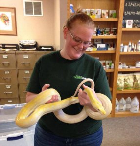 A team member holding an albino snake